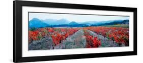 Vineyards in the Late Afternoon Autumn Light, Provence-Alpes-Cote D'Azur, France-null-Framed Photographic Print