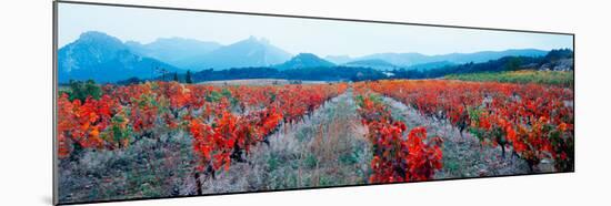 Vineyards in the Late Afternoon Autumn Light, Provence-Alpes-Cote D'Azur, France-null-Mounted Photographic Print