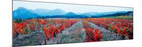 Vineyards in the Late Afternoon Autumn Light, Provence-Alpes-Cote D'Azur, France-null-Mounted Photographic Print