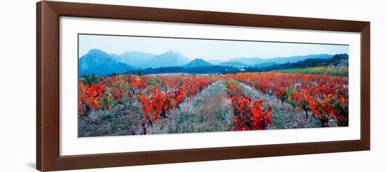 Vineyards in the Late Afternoon Autumn Light, Provence-Alpes-Cote D'Azur, France-null-Framed Photographic Print