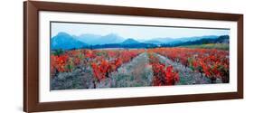 Vineyards in the Late Afternoon Autumn Light, Provence-Alpes-Cote D'Azur, France-null-Framed Photographic Print