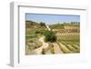 Vineyards in the Rioja Region, Spain, Europe-Martin Child-Framed Photographic Print