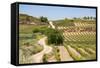 Vineyards in the Rioja Region, Spain, Europe-Martin Child-Framed Stretched Canvas