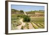 Vineyards in the Rioja Region, Spain, Europe-Martin Child-Framed Photographic Print