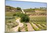 Vineyards in the Rioja Region, Spain, Europe-Martin Child-Mounted Photographic Print