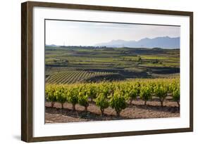 Vineyards in the Rioja Region, Spain, Europe-Martin Child-Framed Photographic Print