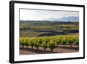 Vineyards in the Rioja Region, Spain, Europe-Martin Child-Framed Photographic Print