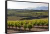 Vineyards in the Rioja Region, Spain, Europe-Martin Child-Framed Stretched Canvas