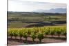 Vineyards in the Rioja Region, Spain, Europe-Martin Child-Stretched Canvas