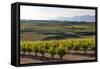 Vineyards in the Rioja Region, Spain, Europe-Martin Child-Framed Stretched Canvas