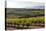 Vineyards in the Rioja Region, Spain, Europe-Martin Child-Stretched Canvas