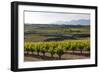 Vineyards in the Rioja Region, Spain, Europe-Martin Child-Framed Photographic Print