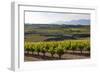 Vineyards in the Rioja Region, Spain, Europe-Martin Child-Framed Photographic Print