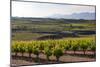 Vineyards in the Rioja Region, Spain, Europe-Martin Child-Mounted Photographic Print