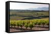 Vineyards in the Rioja Region, Spain, Europe-Martin Child-Framed Stretched Canvas