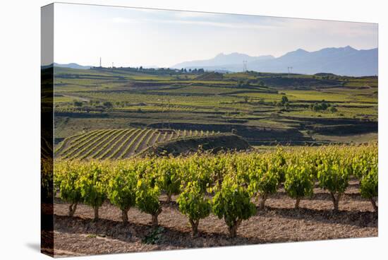 Vineyards in the Rioja Region, Spain, Europe-Martin Child-Stretched Canvas