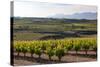 Vineyards in the Rioja Region, Spain, Europe-Martin Child-Stretched Canvas