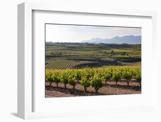 Vineyards in the Rioja Region, Spain, Europe-Martin Child-Framed Photographic Print