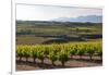 Vineyards in the Rioja Region, Spain, Europe-Martin Child-Framed Photographic Print
