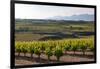 Vineyards in the Rioja Region, Spain, Europe-Martin Child-Framed Photographic Print