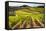 Vineyards in the Rolling Hills of Tuscany-Terry Eggers-Framed Stretched Canvas