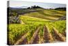 Vineyards in the Rolling Hills of Tuscany-Terry Eggers-Stretched Canvas