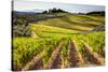 Vineyards in the Rolling Hills of Tuscany-Terry Eggers-Stretched Canvas