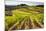 Vineyards in the Rolling Hills of Tuscany-Terry Eggers-Mounted Photographic Print