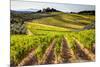 Vineyards in the Rolling Hills of Tuscany-Terry Eggers-Mounted Photographic Print