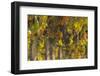 Vineyards in the Rolling Hills of Tuscany-Terry Eggers-Framed Photographic Print