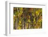 Vineyards in the Rolling Hills of Tuscany-Terry Eggers-Framed Photographic Print