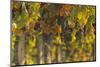 Vineyards in the Rolling Hills of Tuscany-Terry Eggers-Mounted Photographic Print