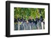 Vineyards in the Rolling Hills of Tuscany-Terry Eggers-Framed Photographic Print