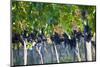 Vineyards in the Rolling Hills of Tuscany-Terry Eggers-Mounted Photographic Print