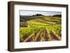 Vineyards in the Rolling Hills of Tuscany-Terry Eggers-Framed Photographic Print