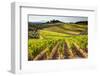 Vineyards in the Rolling Hills of Tuscany-Terry Eggers-Framed Photographic Print