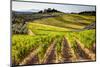 Vineyards in the Rolling Hills of Tuscany-Terry Eggers-Mounted Photographic Print