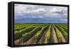 Vineyards in the Uco Valley (Valle De Uco), a Wine Region in Mendoza Province, Argentina-Matthew Williams-Ellis-Framed Stretched Canvas