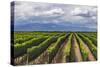 Vineyards in the Uco Valley (Valle De Uco), a Wine Region in Mendoza Province, Argentina-Matthew Williams-Ellis-Stretched Canvas