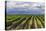 Vineyards in the Uco Valley (Valle De Uco), a Wine Region in Mendoza Province, Argentina-Matthew Williams-Ellis-Stretched Canvas