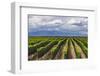 Vineyards in the Uco Valley (Valle De Uco), a Wine Region in Mendoza Province, Argentina-Matthew Williams-Ellis-Framed Premium Photographic Print