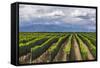 Vineyards in the Uco Valley (Valle De Uco), a Wine Region in Mendoza Province, Argentina-Matthew Williams-Ellis-Framed Stretched Canvas