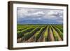 Vineyards in the Uco Valley (Valle De Uco), a Wine Region in Mendoza Province, Argentina-Matthew Williams-Ellis-Framed Photographic Print