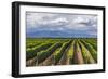 Vineyards in the Uco Valley (Valle De Uco), a Wine Region in Mendoza Province, Argentina-Matthew Williams-Ellis-Framed Photographic Print