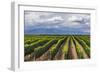 Vineyards in the Uco Valley (Valle De Uco), a Wine Region in Mendoza Province, Argentina-Matthew Williams-Ellis-Framed Photographic Print