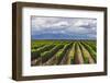 Vineyards in the Uco Valley (Valle De Uco), a Wine Region in Mendoza Province, Argentina-Matthew Williams-Ellis-Framed Photographic Print