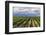 Vineyards in the Uco Valley (Valle De Uco), a Wine Region in Mendoza Province, Argentina-Matthew Williams-Ellis-Framed Photographic Print