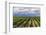 Vineyards in the Uco Valley (Valle De Uco), a Wine Region in Mendoza Province, Argentina-Matthew Williams-Ellis-Framed Photographic Print