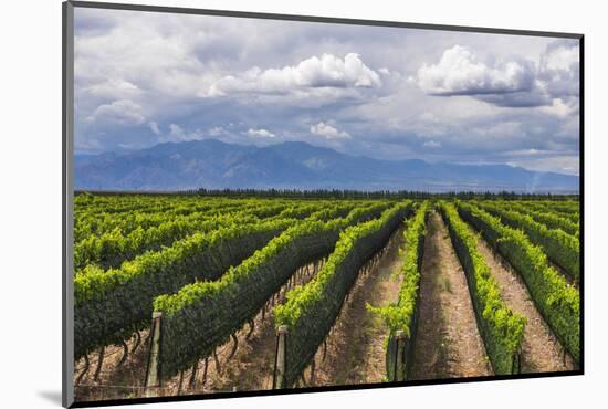 Vineyards in the Uco Valley (Valle De Uco), a Wine Region in Mendoza Province, Argentina-Matthew Williams-Ellis-Mounted Photographic Print