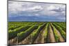 Vineyards in the Uco Valley (Valle De Uco), a Wine Region in Mendoza Province, Argentina-Matthew Williams-Ellis-Mounted Photographic Print